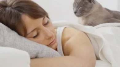 A ciência por trás do gato que dorme ao seu lado 4 A ciência por trás do gato que dorme ao seu lado