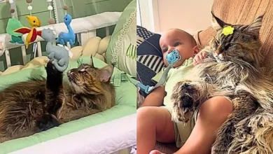 artigo 3a7351af40037c3902394734