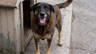 artigo 725c086a9d7035d1ea15df5f