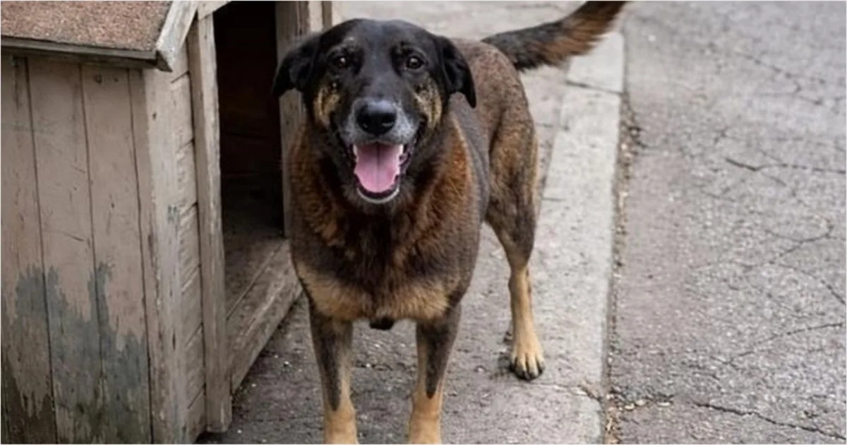 artigo 725c086a9d7035d1ea15df5f