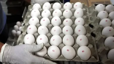 artigo 9300f31eebba0d100cbadd7b