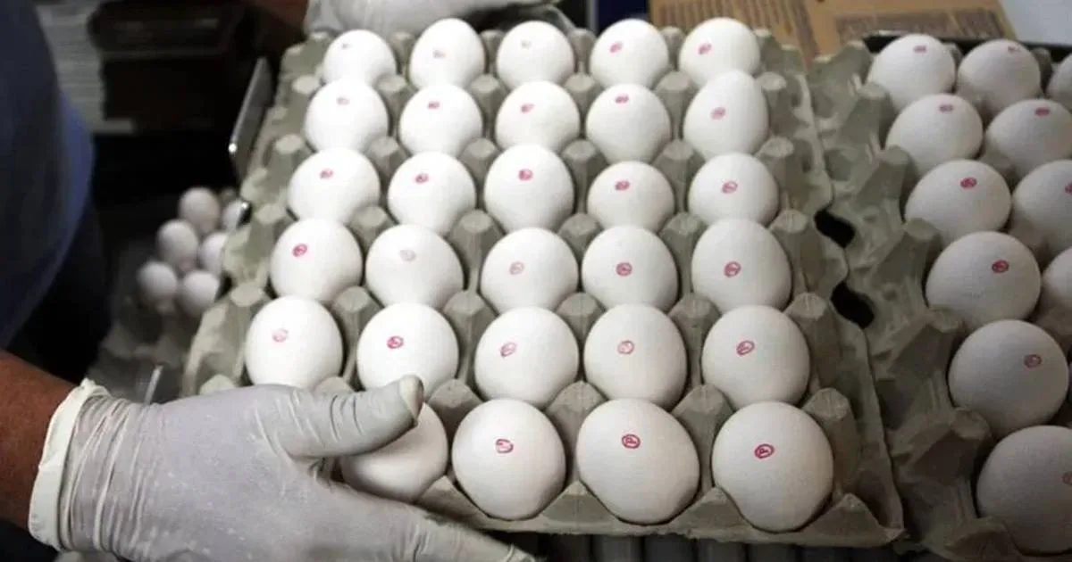 artigo 9300f31eebba0d100cbadd7b