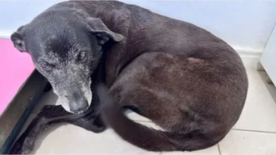 artigo 96535be124b36cde1df7af26