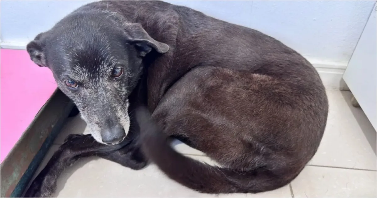 artigo 96535be124b36cde1df7af26