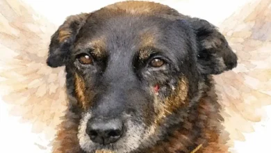 artigo c45f9a43455d4e45387ea87d