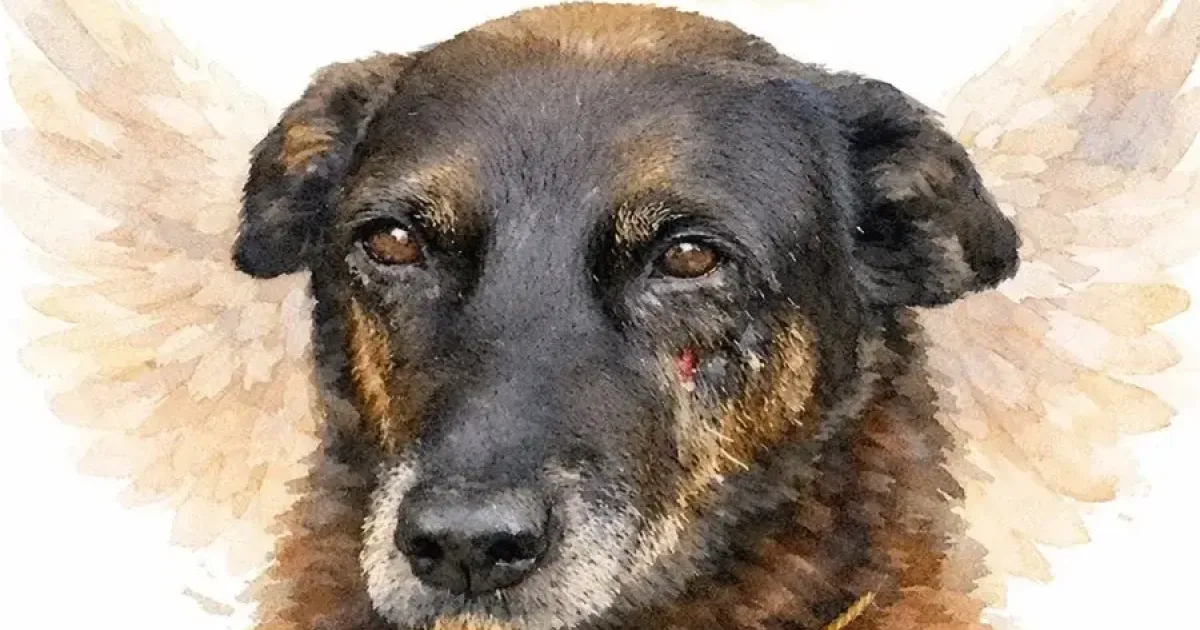 Ministério Público pede exumação do corpo do Cão Orelha 1 artigo c45f9a43455d4e45387ea87d