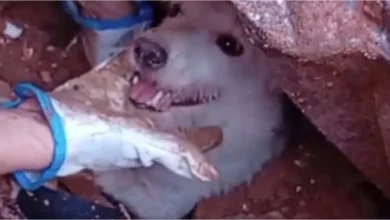 Bombeiros conseguiram resgatar um cachorro após os temporais em Juiz de Fora