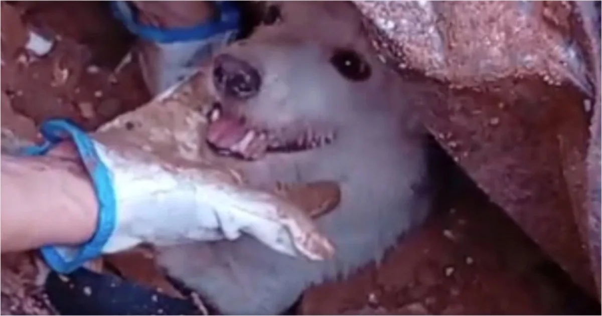 Bombeiros conseguiram resgatar um cachorro após os temporais em Juiz de Fora