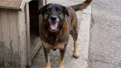 Em Santa Catarina, o corpo do Cão Orelha foi exumado para novas investigações