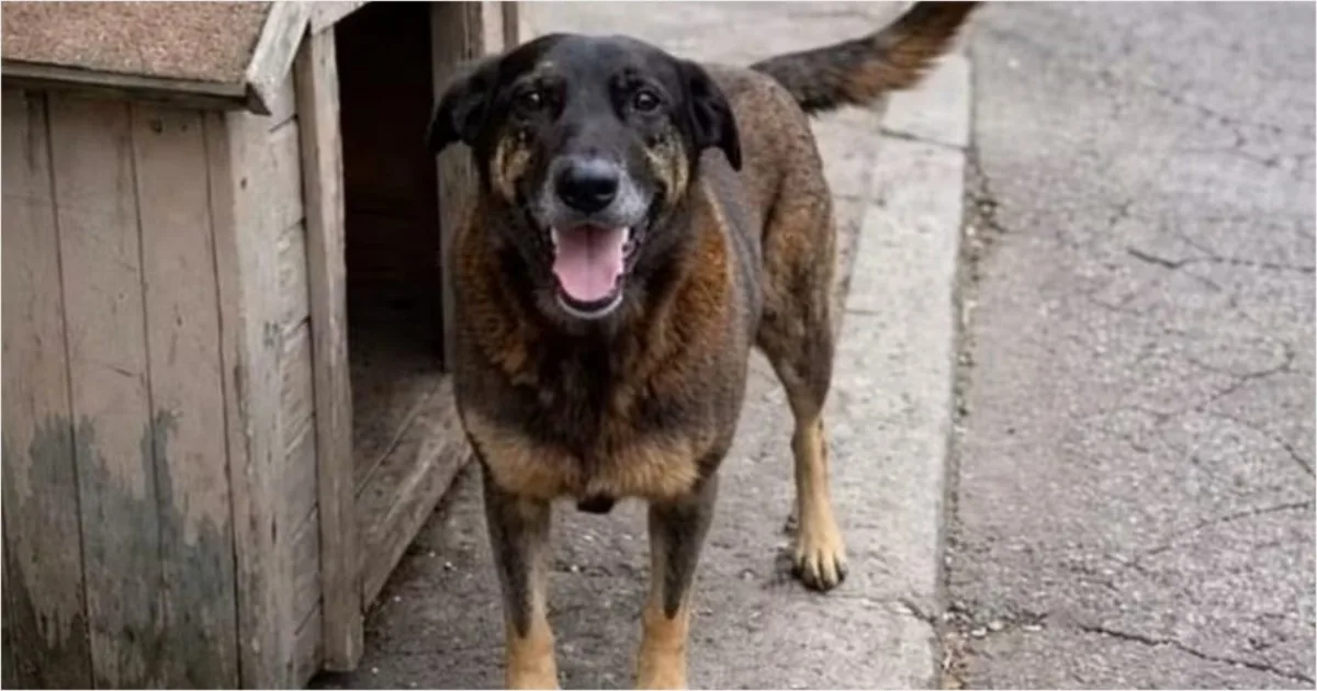 Em Santa Catarina, o corpo do Cão Orelha foi exumado para novas investigações 1 Em Santa Catarina, o corpo do Cão Orelha foi exumado para novas investigações