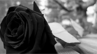 Luto: ator de 'Lizzie McGuire' e 'A Vingança dos Nerds' morre aos 71 anos