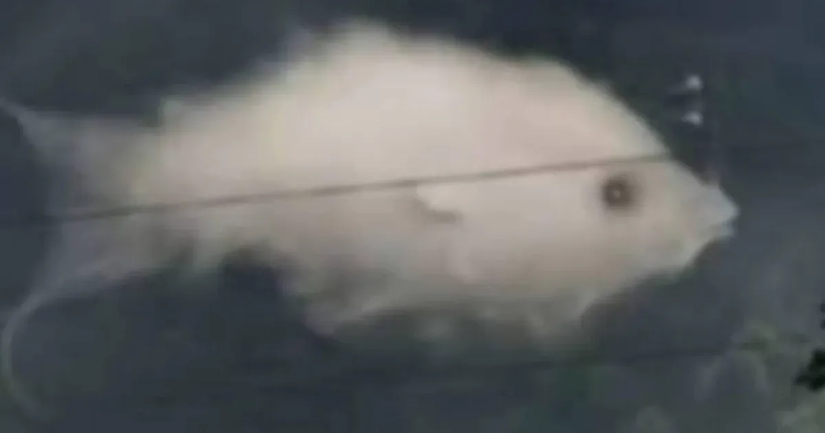 O que você vê primeiro nesta ilusão de ótica revela algo importante sobre sua personalidade 1 O que você vê primeiro nesta ilusão de ótica revela algo importante sobre sua personalidade