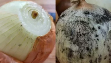 Manchas escuras na cebola podem indicar fungos e exigem atenção antes do consumo